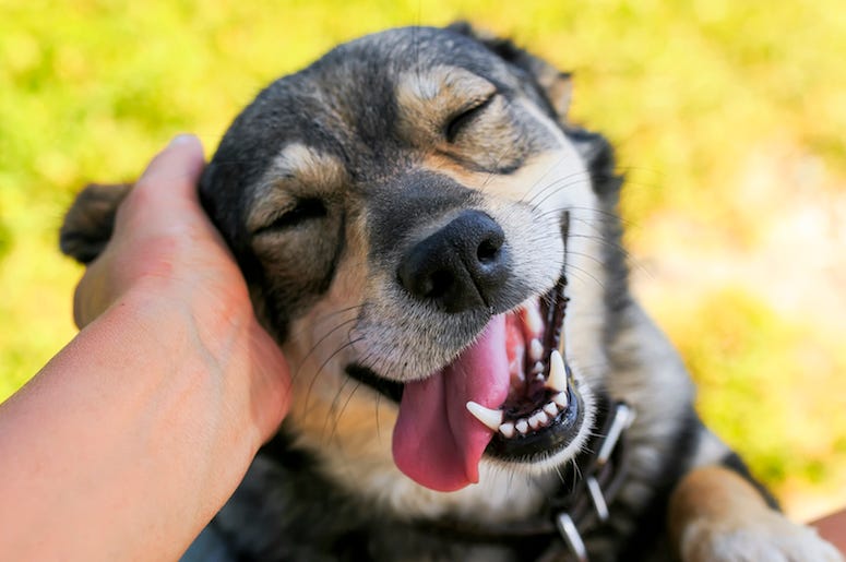 Dog, Pet, Scratch, Ear, Tongue, Cute, Smiling Dog, Pet, Scratch, Ear, Tongue, Cute, Smiling