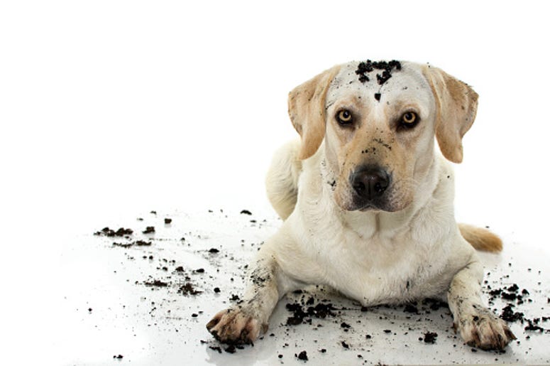Dirty Dog