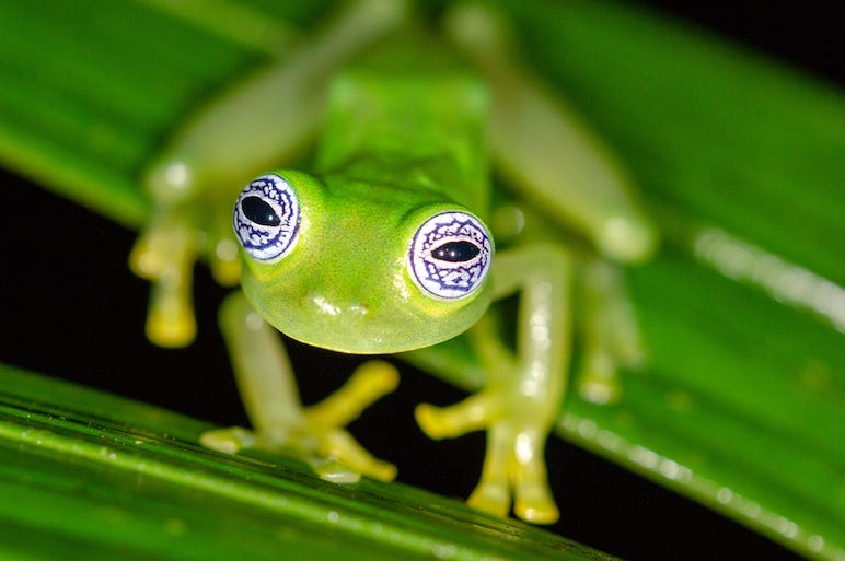 Frog, Tree, Staring, Huge Eyes, Ghost Glass Frog Frog, Tree, Staring, Huge Eyes, Ghost Glass Frog