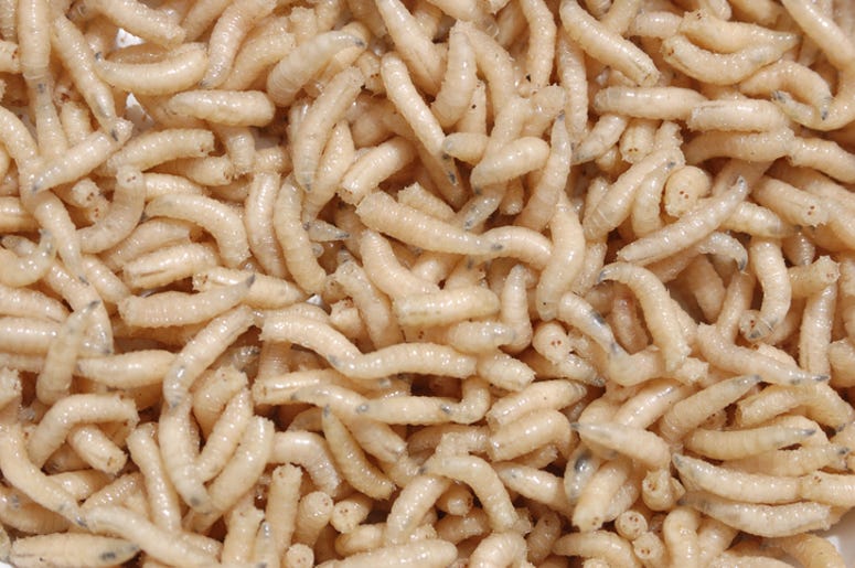 (fiolo/ iStock/ Getty Images) Pile of maggots