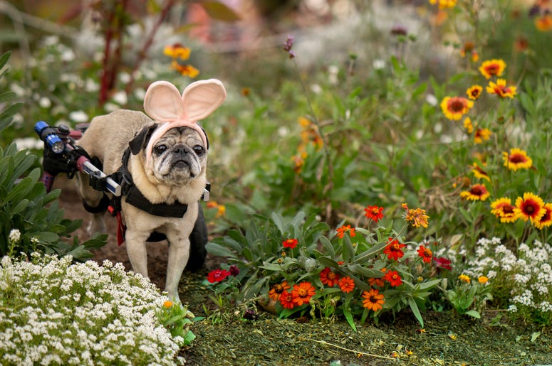 Dog With bunny ears