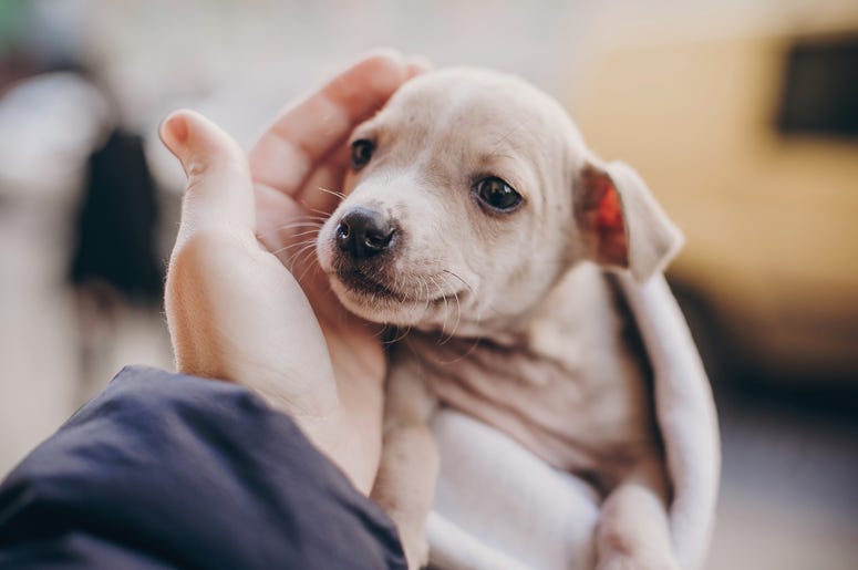 Puppy