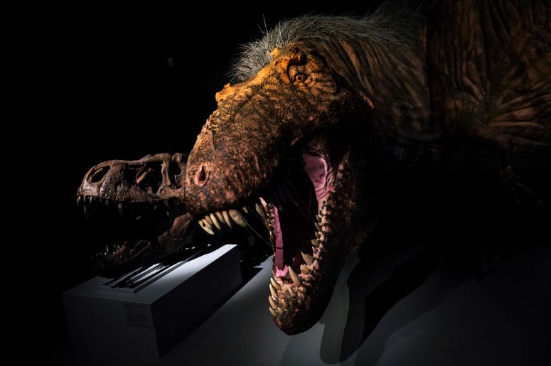 t.rex t.rex