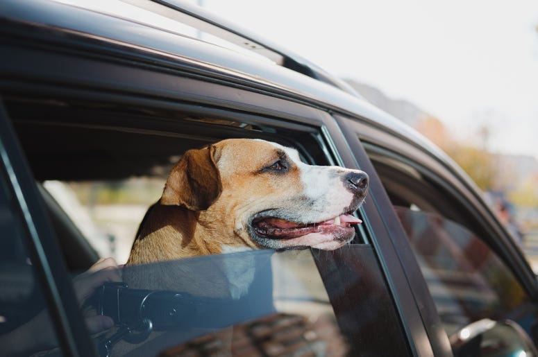 Dog in the car