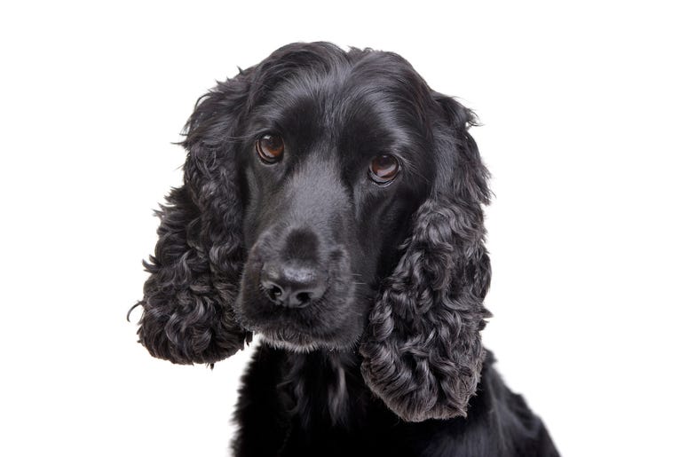 Black Cocker Spaniel