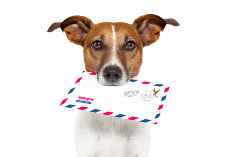 Dog with Mail