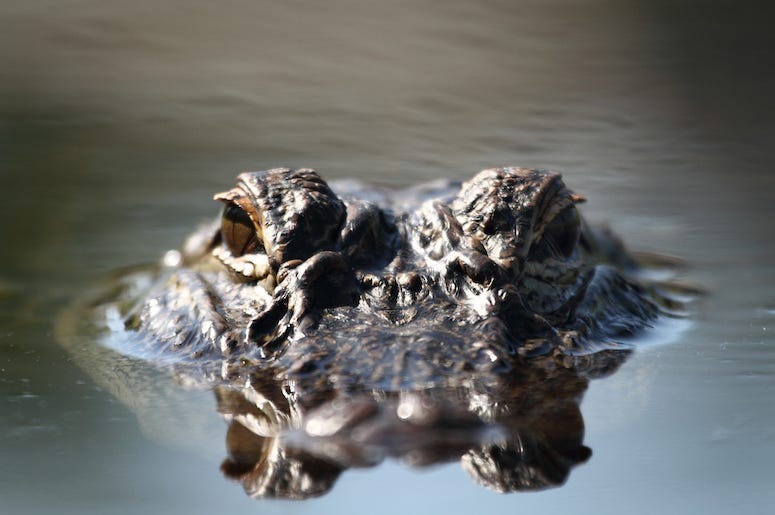 Alligator, Eyes, Water, Swimming, Florida Alligator, Eyes, Water, Swimming, Florida