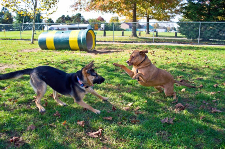 Dogs at the park