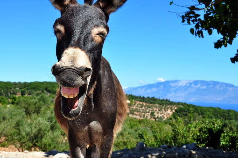 Donkey, Laughing, Blue Sky, Greek Island Donkey, Laughing, Blue Sky, Greek Island