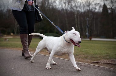 bull terrier dog