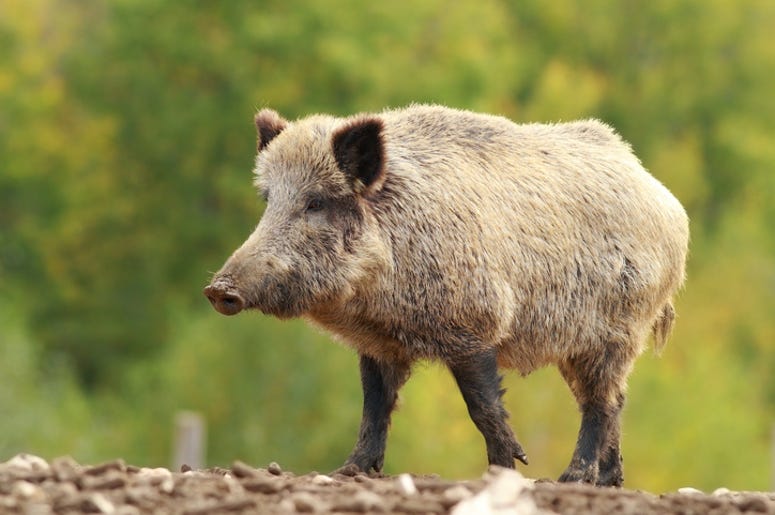 Feral hog