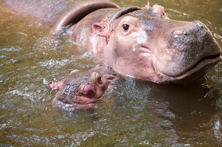 Hippo and her calf