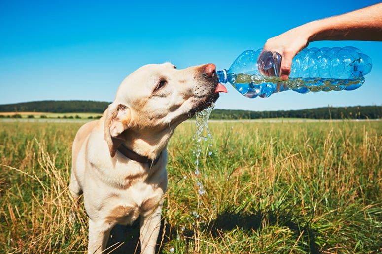 Dog drinking water