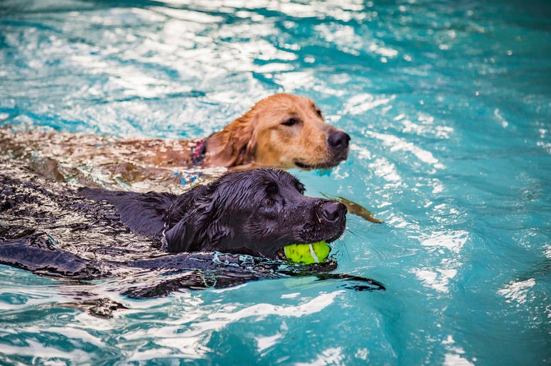Dogs in a pool