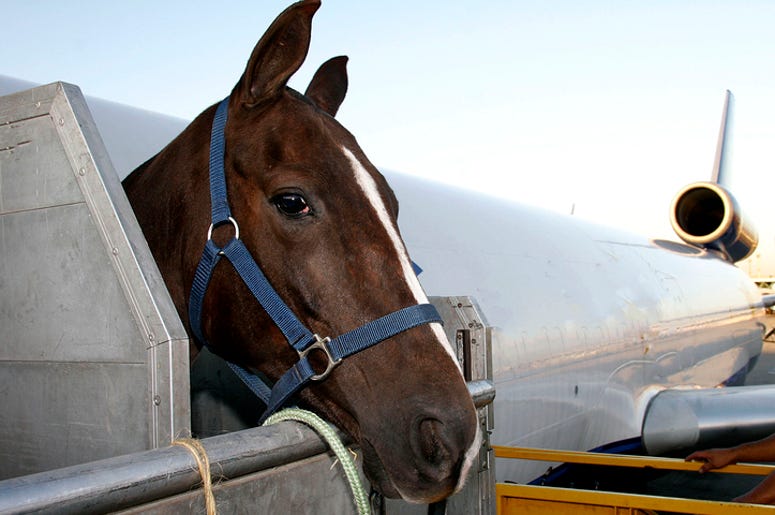 Horse on a plane