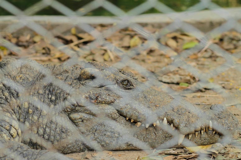 Alligator, Crocodile, Chain Link Fence, Ground Alligator, Crocodile, Chain Link Fence, Ground