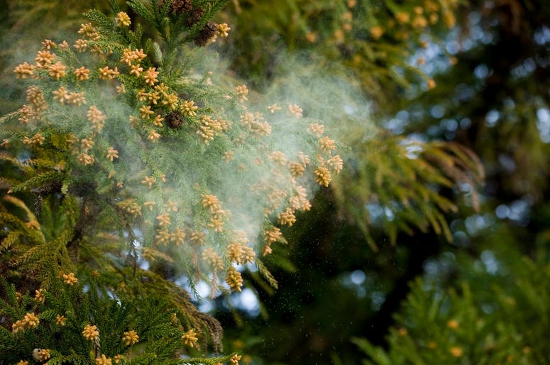 Mountain Cedar