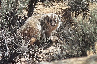 badger badger