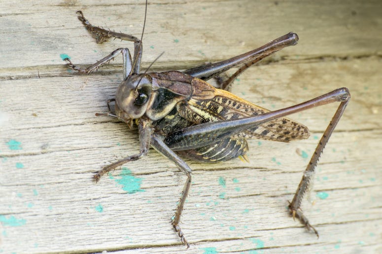 Grasshopper, Summer, Wooden Table, Close Up Grasshopper, Summer, Wooden Table, Close Up