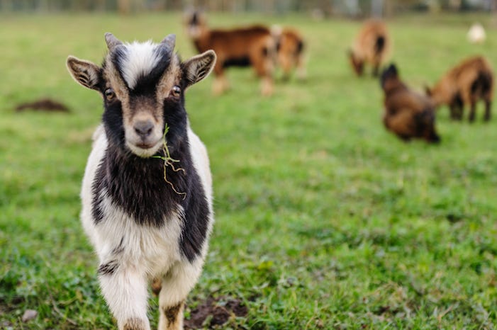 Goats, Grazing, Grass, Brush, Belgium Goats, Grazing, Grass, Brush, Belgium