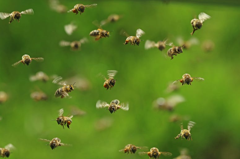 Honey Bees, Swarm, Flying, Garden Honey Bees, Swarm, Flying, Garden