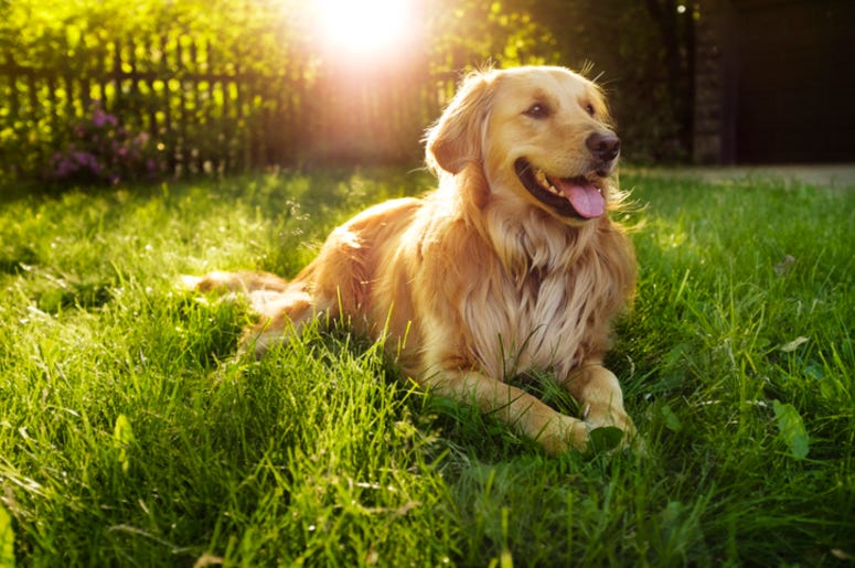 Golden_Retriever Golden_Retriever