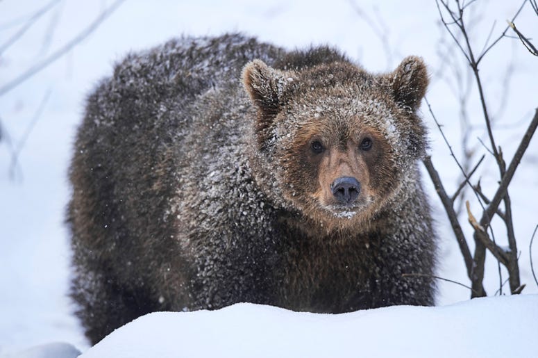 Grizzly_Bear Grizzly_Bear
