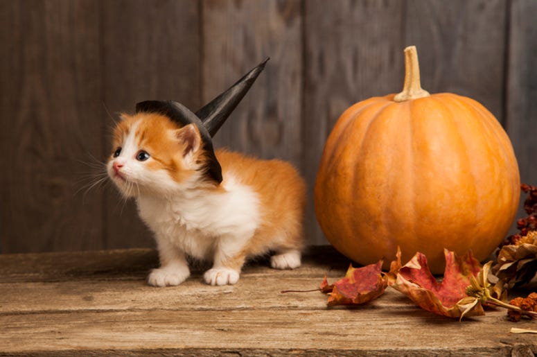 Halloween_Cat Halloween_Cat