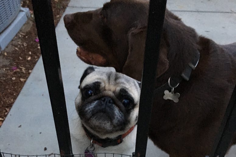 Two Dogs labrador, pug, dogs, love, adopt, california, neighbor