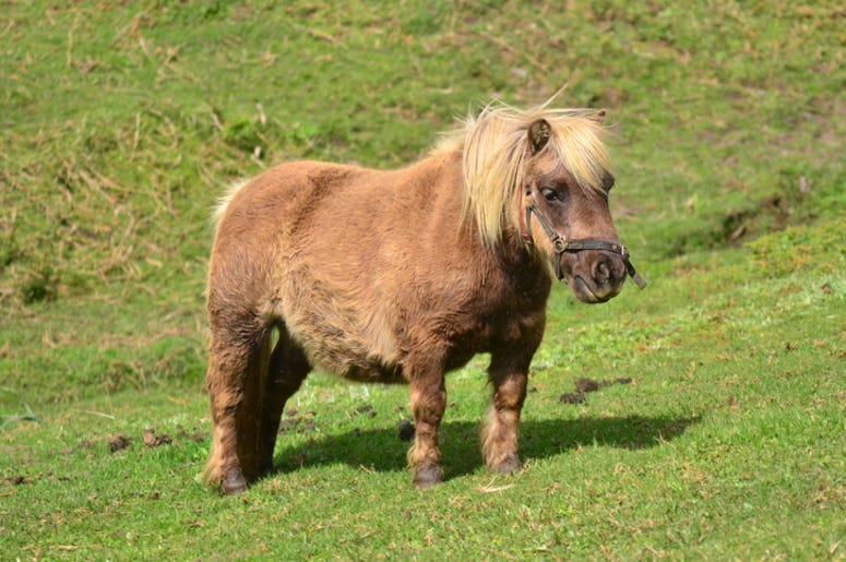 Mini_Horse Mini_Horse