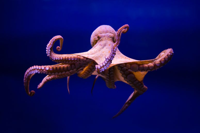 Octopus Octopus