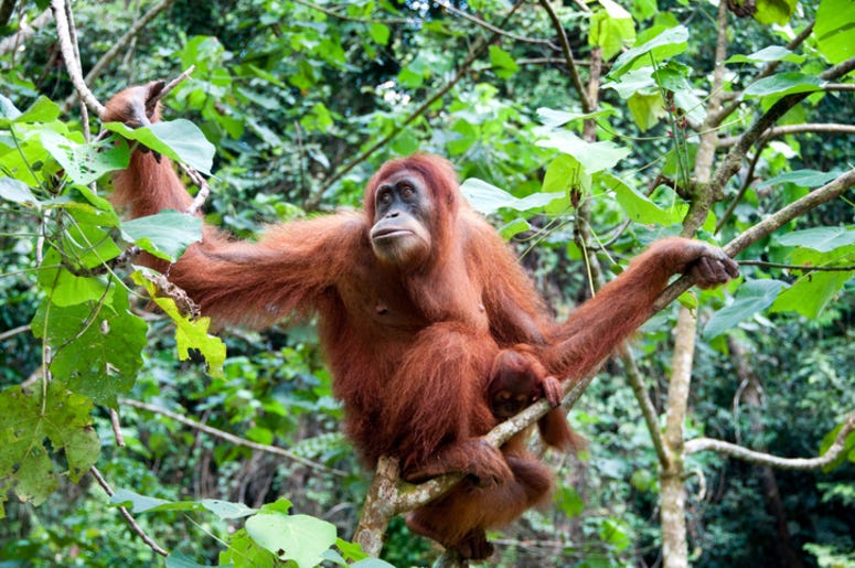Orangutan Orangutan