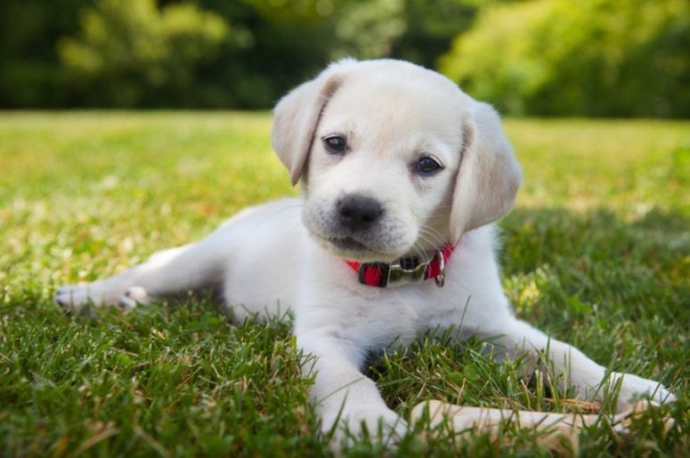 Puppy Puppy