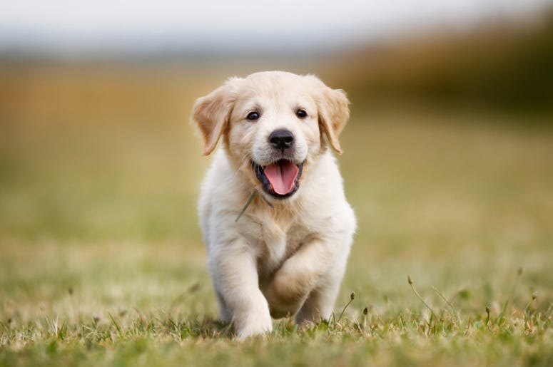 Puppy Puppy