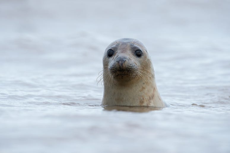 Seal Seal