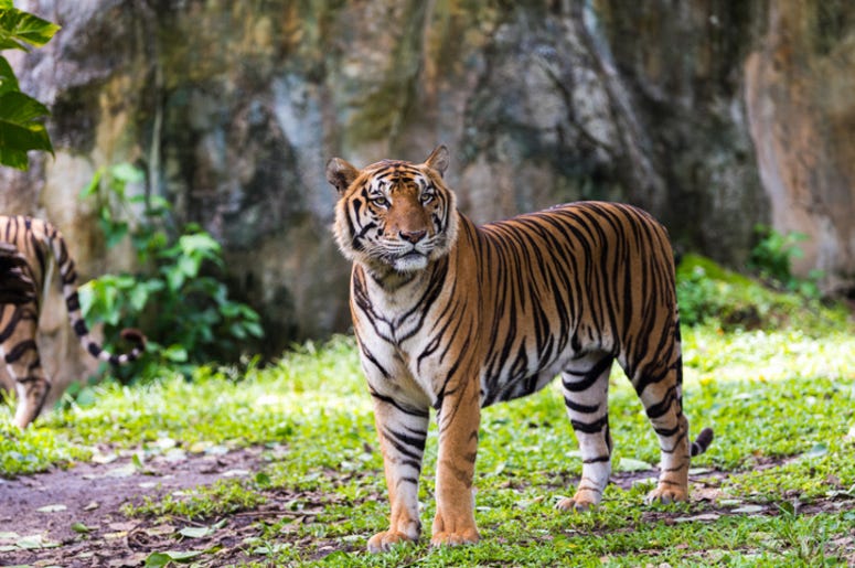 Tiger Tiger