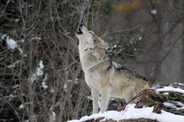 Wolf Wolf