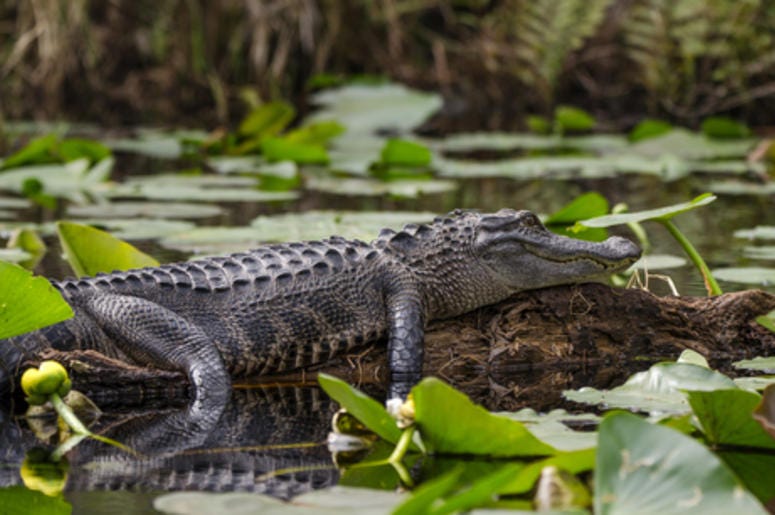 alligator alligator