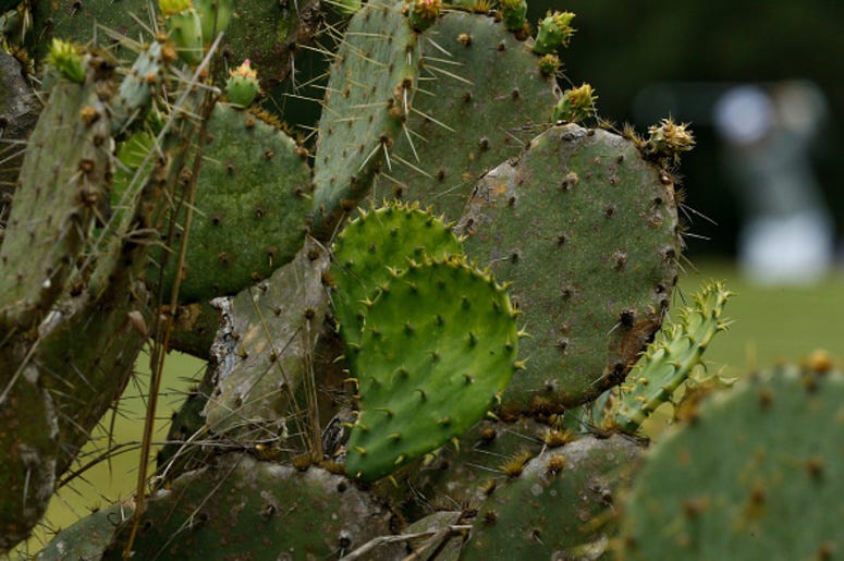 Cactus Cactus