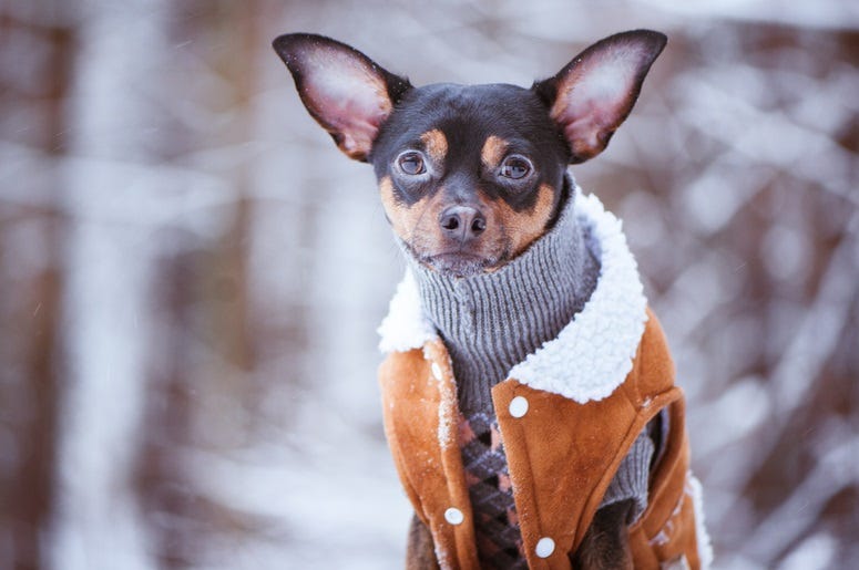dog_in_sweater dog_in_sweater