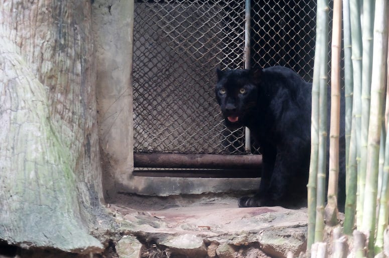 Young Jaguar, Zoo, Fence, Thailand Young Jaguar, Zoo, Fence, Thailand