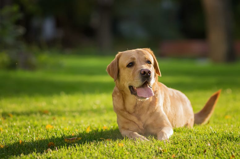 dog dog