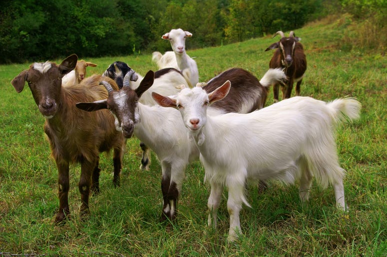 goats goats