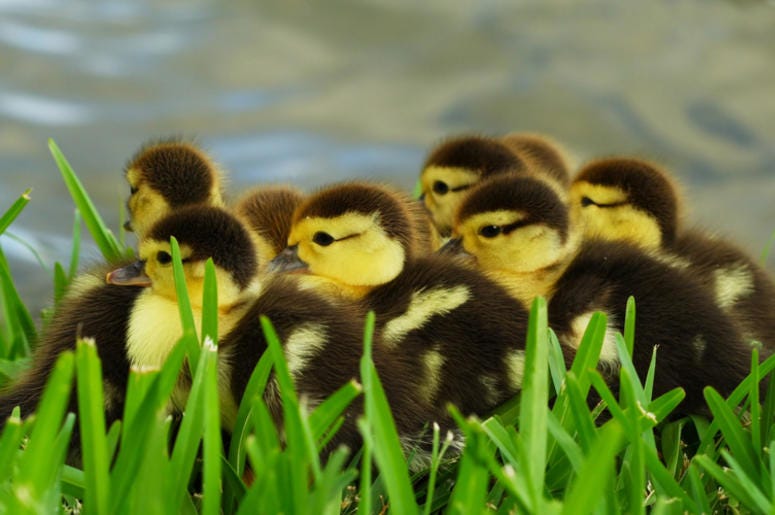 Ducklings Ducklings