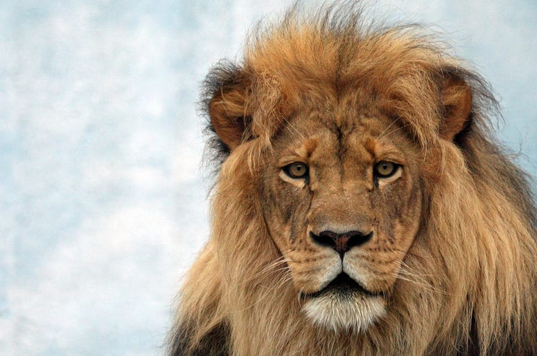 lion lion