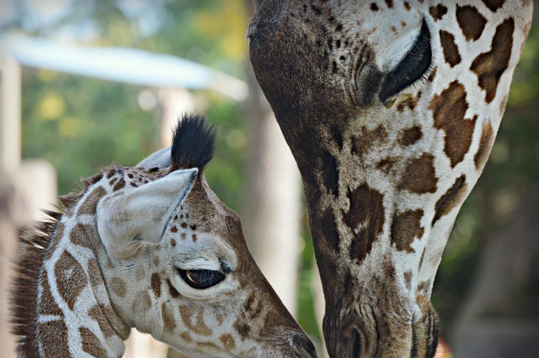 Giraffe Giraffe