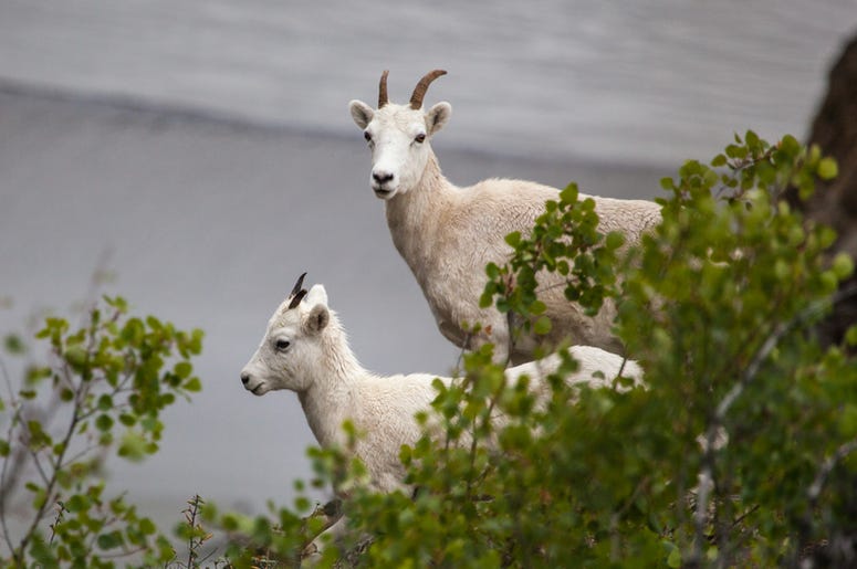 goats goats