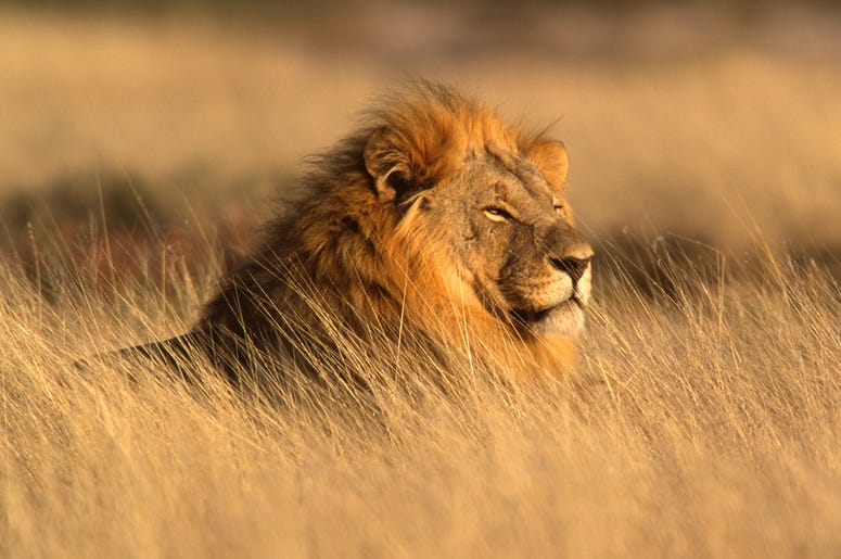 lion lion