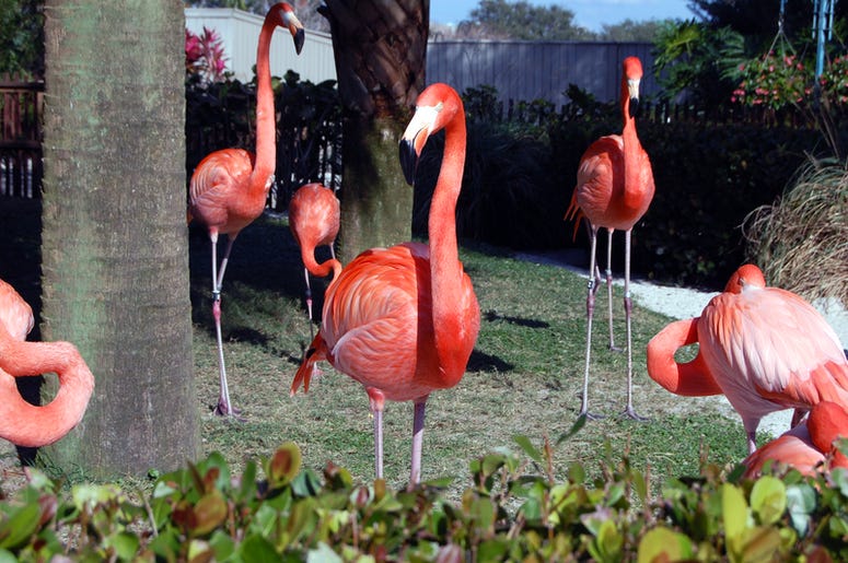 Flamingo Flamingo