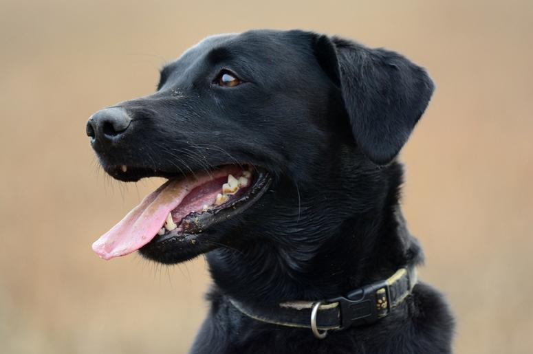 Black Lab Black Lab